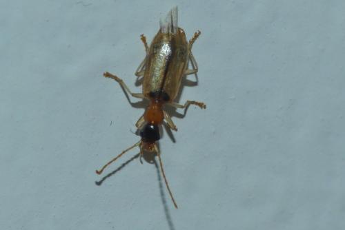 Réf. 236 230 : Demetrias atricapillus
